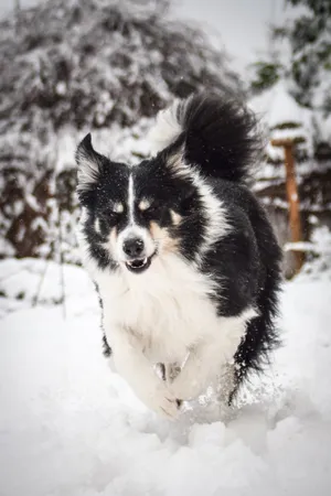 Border Collie Puppy in Studio Portrait pose