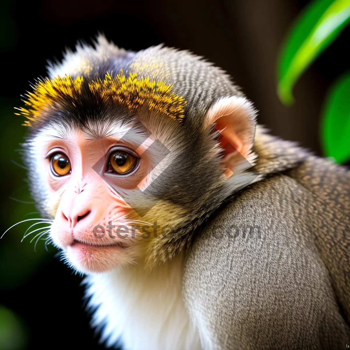 Picture of Cute Macaque Monkey in Wild Jungle