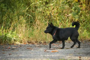 Cute Black Kitten and Watchdog Playing Together