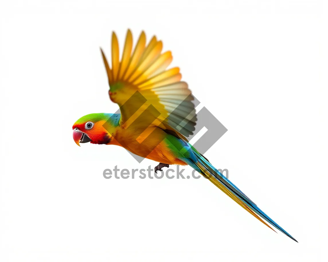 Picture of Colorful macaw bird with vibrant yellow feathers.