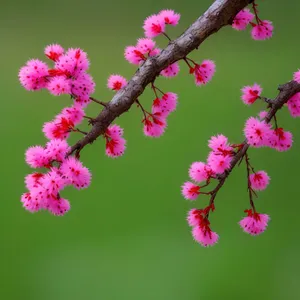 Flowering Spirea: Vibrant Pink Blossoms in Garden