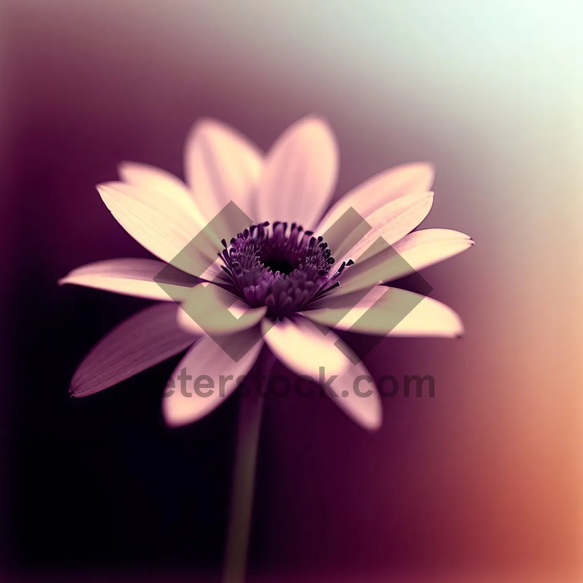 Picture of Vibrant Blooming Floral Beauty