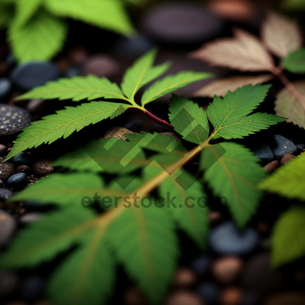 Picture of Bright Maple Leaves in Fresh Garden Foliage