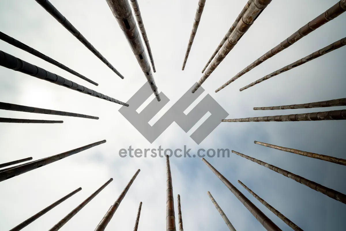 Picture of Beautiful Bamboo Forest Landscape