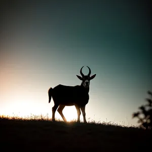 Majestic Caribou Stag in National Park