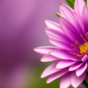 Pink Lotus Blossom in Full Bloom