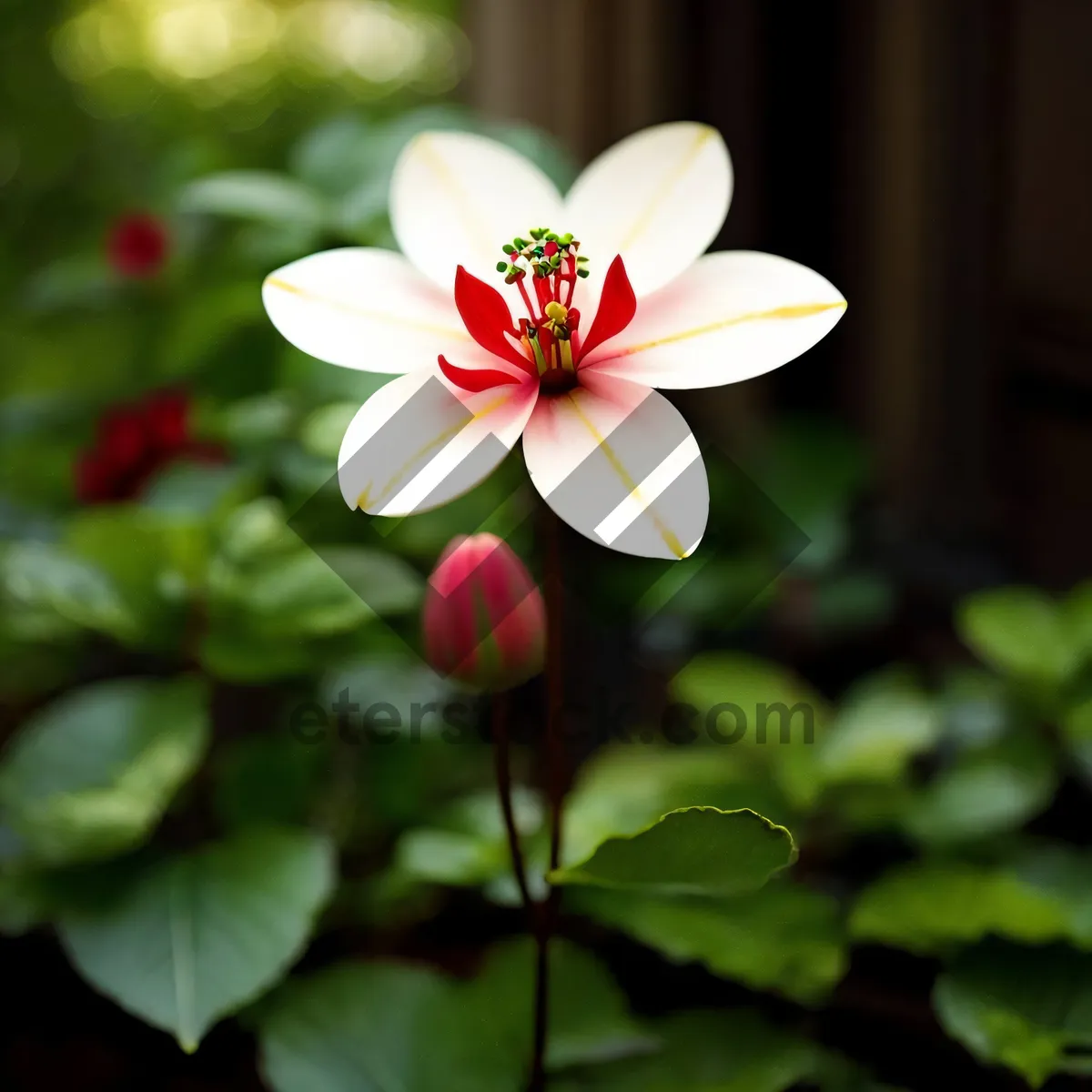 Picture of Pink Geranium Blossom in a Floral Garden