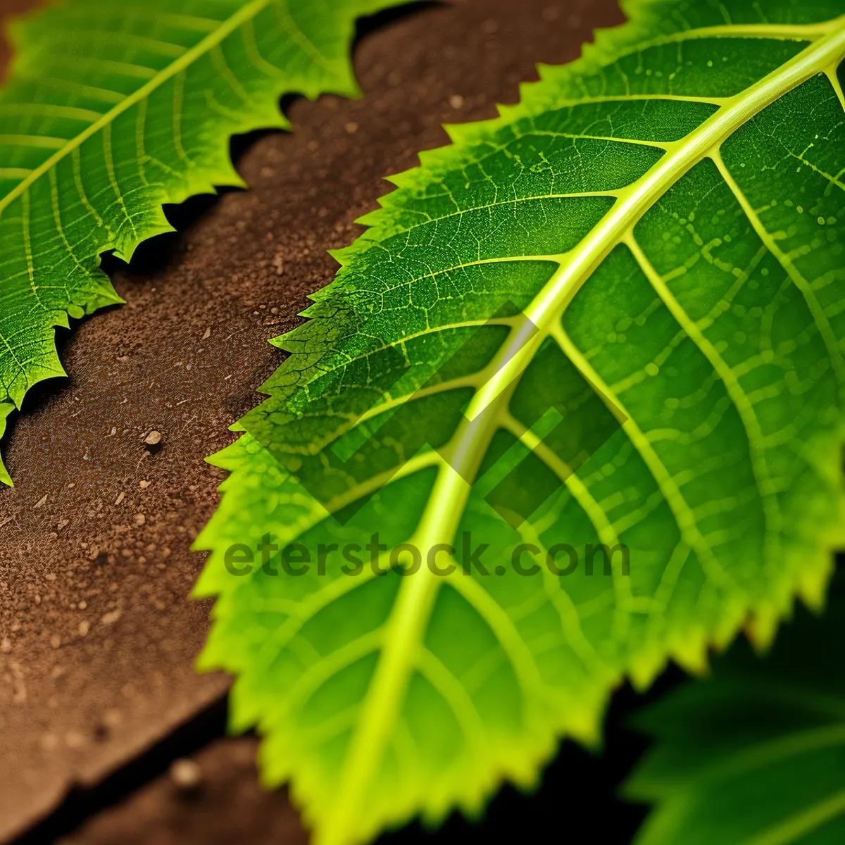 Picture of Vibrant Foliage of Fresh Alder Leaves in Garden