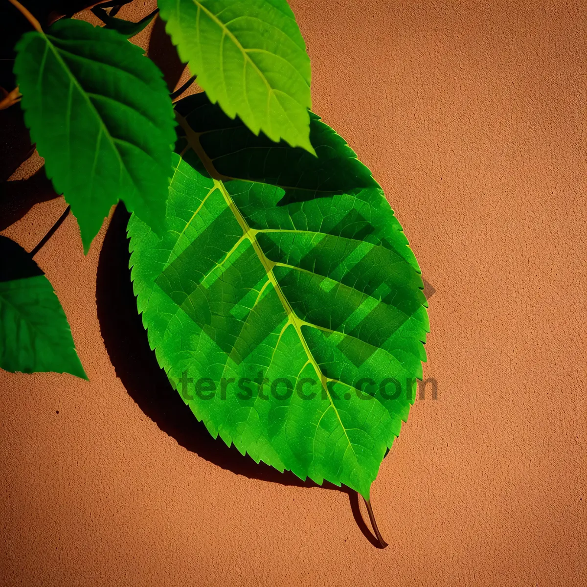 Picture of Lush Summer Foliage in a Forest