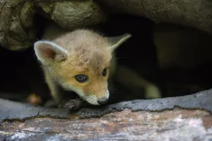 Furry red fox predator with cute nose
