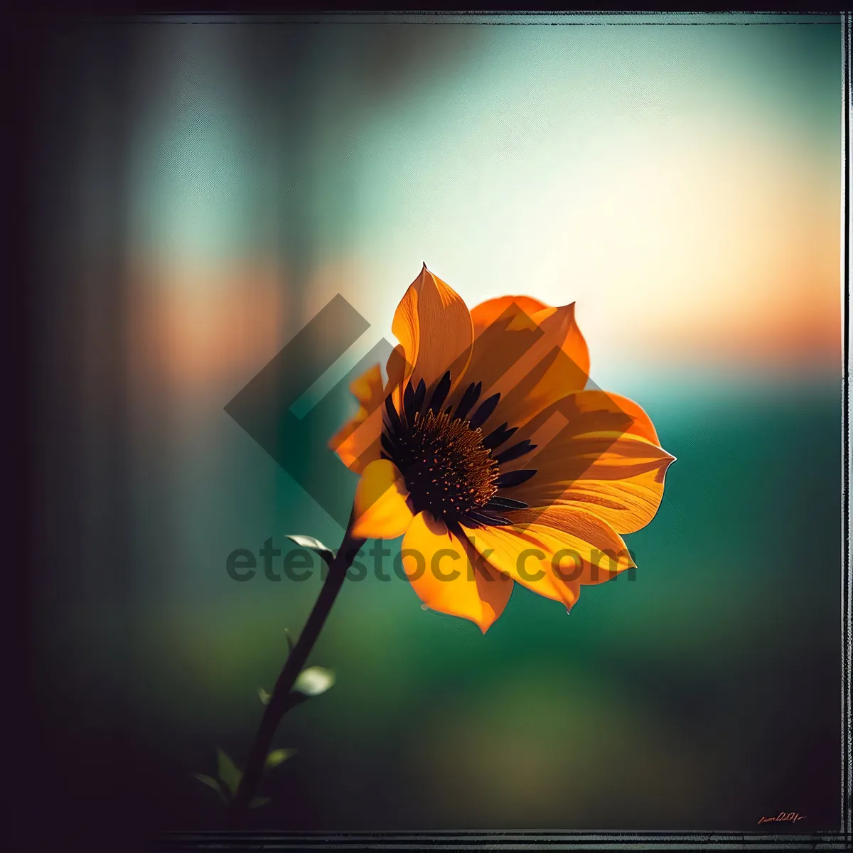 Picture of Bright Sunflower Blossom in Colorful Garden