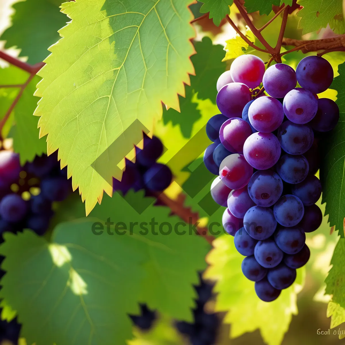 Picture of Vibrant Vineyard Harvest: Luscious Grapes for Winemaking