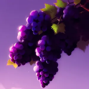 Lilac Grape Vineyard Delight