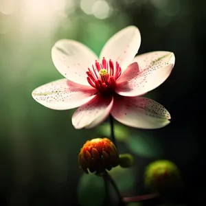 Pink Lotus Blossom in Full Bloom