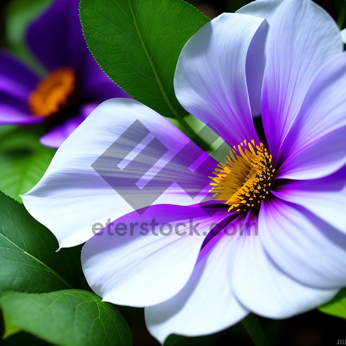Picture of Bright Blooming Purple Crocus, Viola Flower
