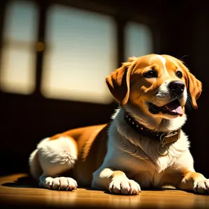 Adorable Retriever Puppy Sitting in Studio.