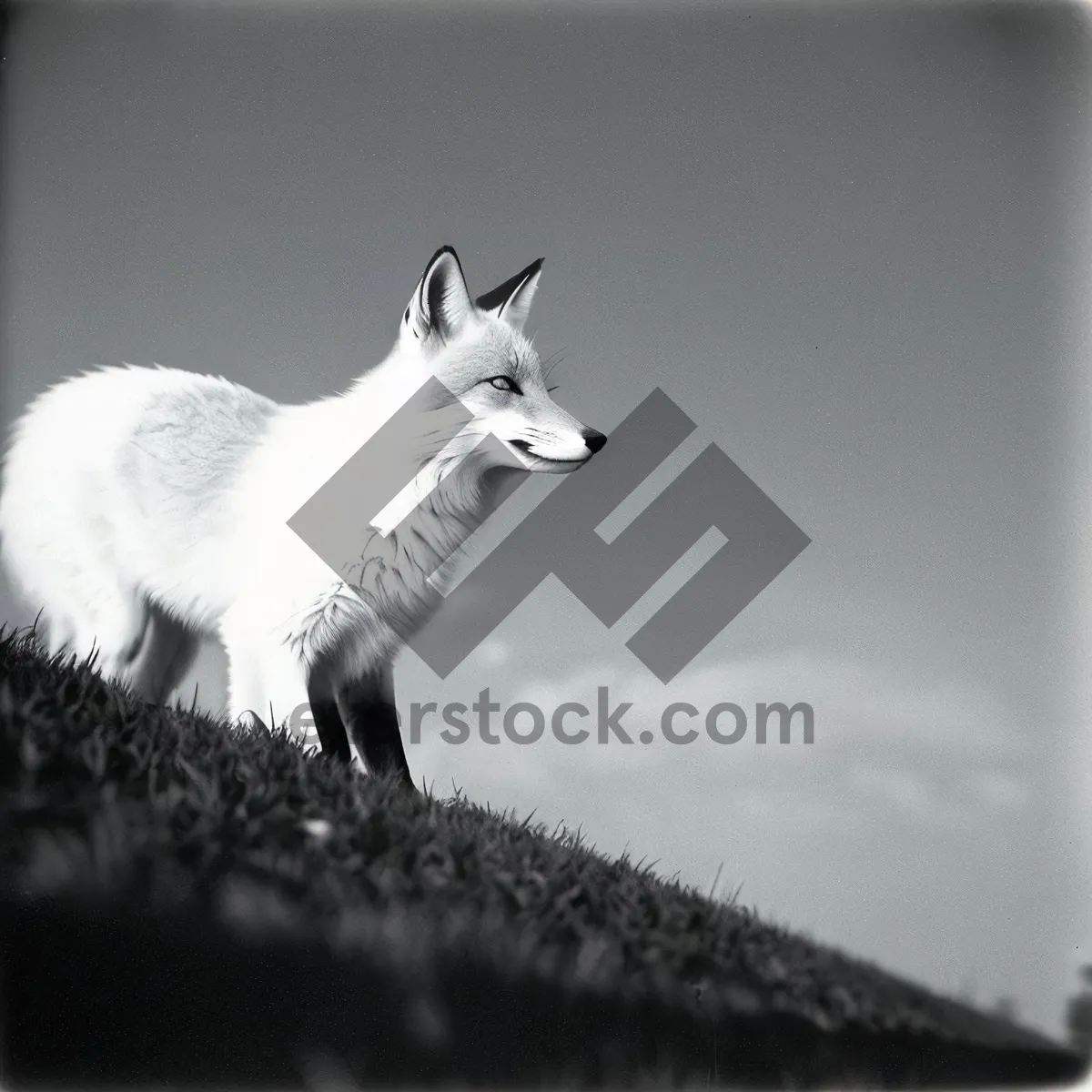 Picture of Curious Arctic Fox with Fluffy Fur