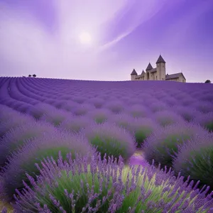 Majestic Lavender Night Sky at Colorful Palace