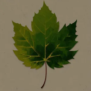 Vibrant Maple Leaf Growth in Colorful Woody Plant