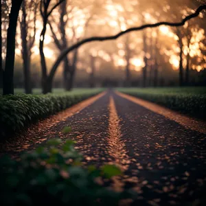 Serene Path in Autumn Forest