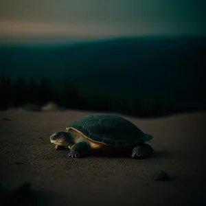 Slow-moving reptiles: Turtle, Sea Turtle, Tortoise, Terrapin