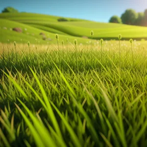 Vibrant Summer Wheat Field in Lush Green Meadow