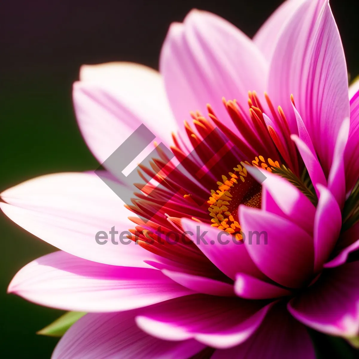 Picture of Vibrant Lotus Blossom in Pink