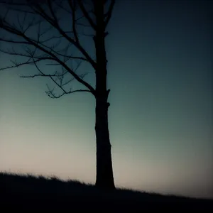 Golden Twilight - Majestic Tree Silhouette against Vibrant Sunset Sky