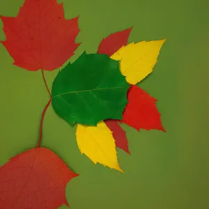 Vibrant Autumn Foliage in the Forest