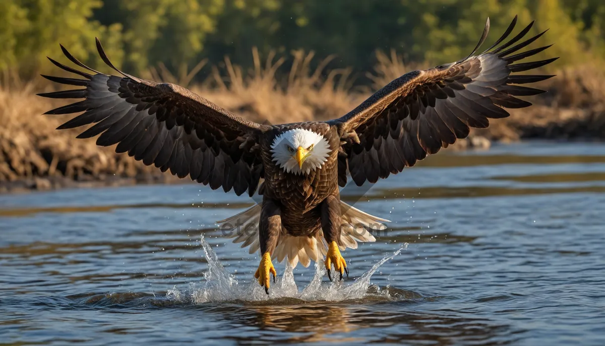 Picture of Wild Winged Predator in Flight over Water