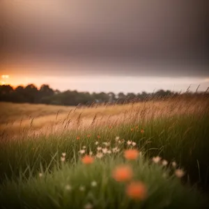 Serene Sunset Over Green Meadow with Majestic Trees