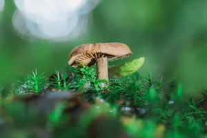 Autumn Mushroom Cap in Forest