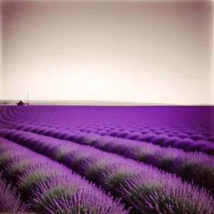 Vibrant Lavender Blossoms in Purple Field