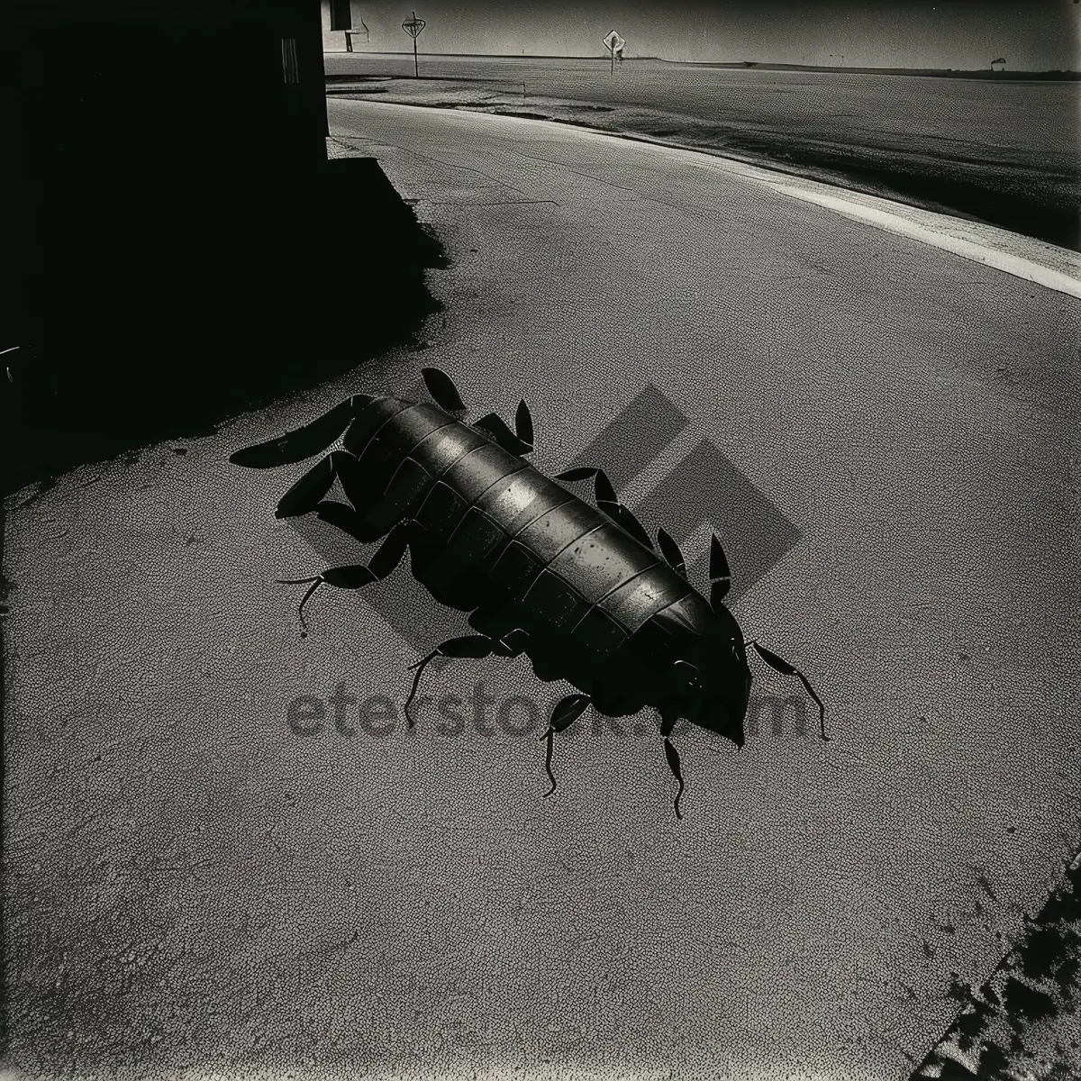 Picture of Close-Up of Black Beetle with Antenna