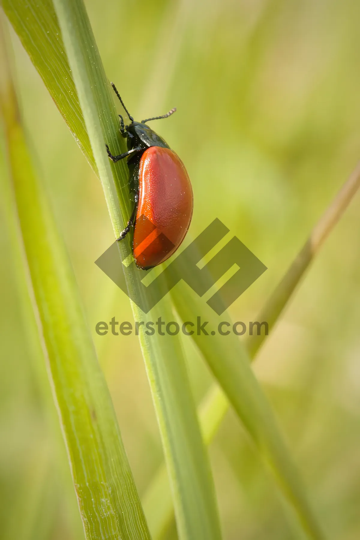 Picture of Close up of spotted ladybug on vibrant leaf