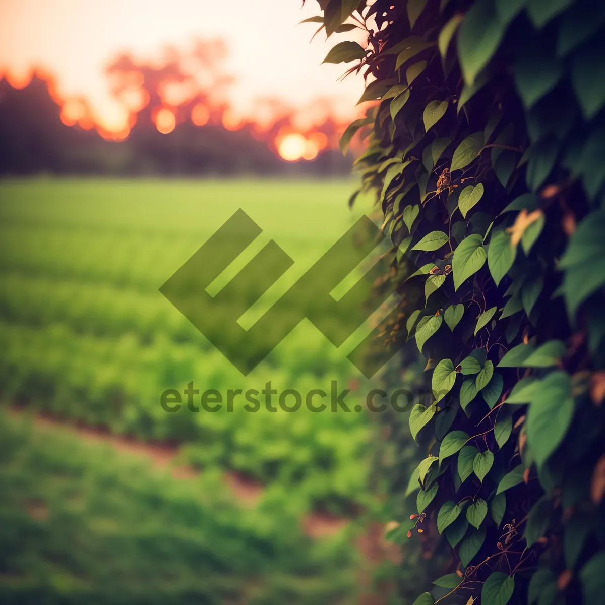 Picture of Vibrant Summer Meadow under Clear Skies