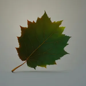 Vibrant Fall Maple Leaf in Autumn Forest.