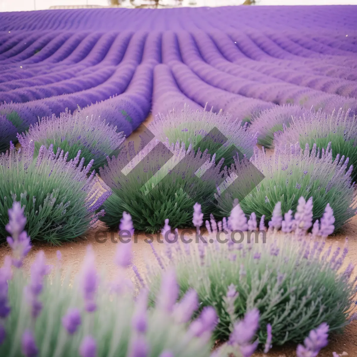 Picture of Blooming Purple Lavender in Vibrant Countryside Field