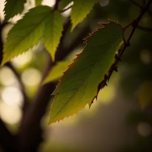 Lush Maple Leaves Basking in Sunlight.