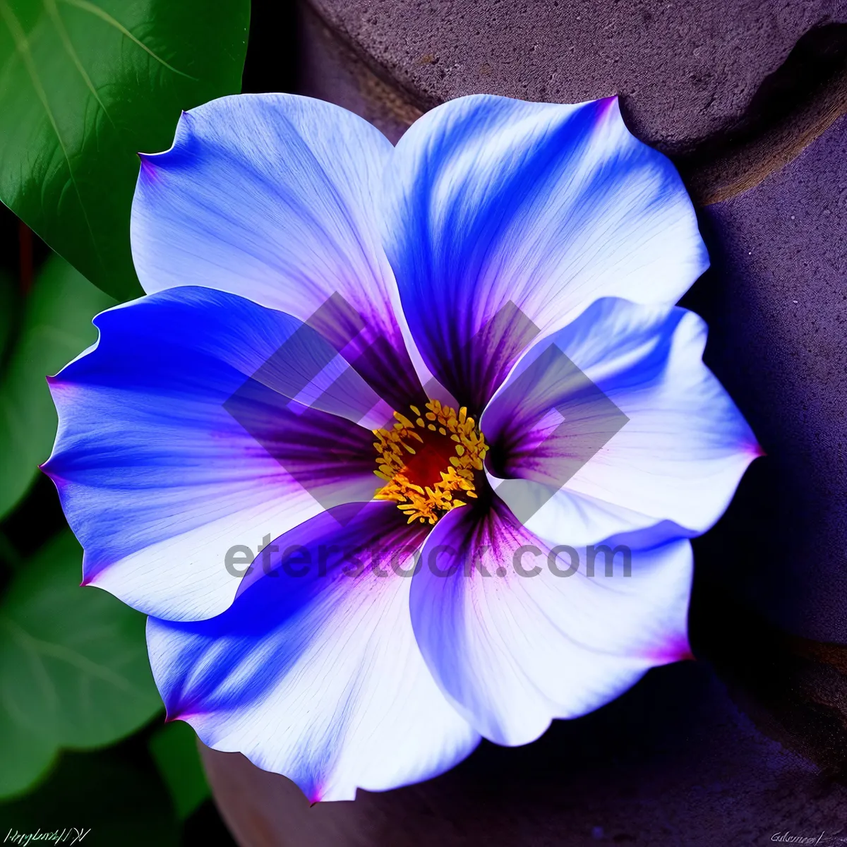 Picture of Blooming Pink Viola in Garden