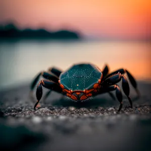 Rock Crab Close-Up: Majestic Arthropod Invertebrate