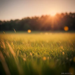 Rural wheat field basked in golden sunlight