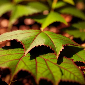 Vibrant Autumn Maple Leaf in Forest