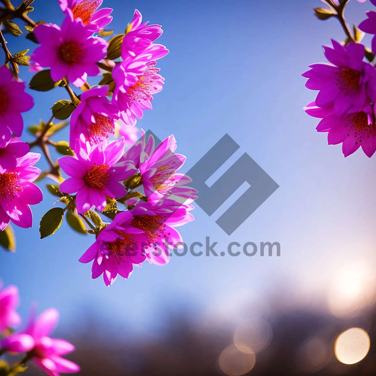 Picture of Floral Beauty in Pink: Summer Blossoms and Leafy Patterns