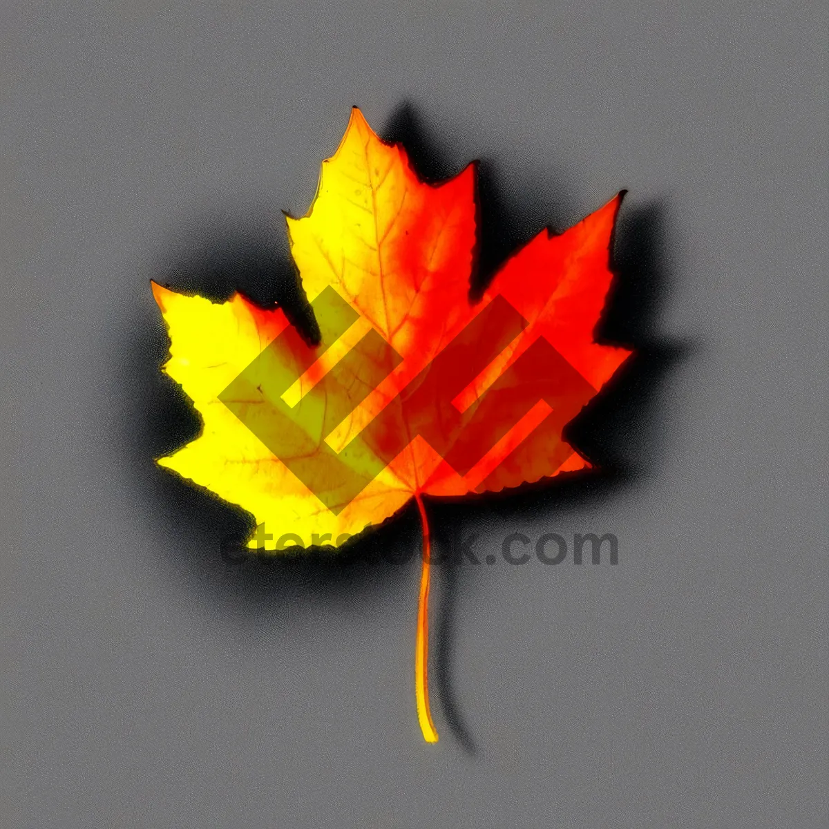 Picture of Vibrant Fall Foliage: Maple Leaf in Autumn