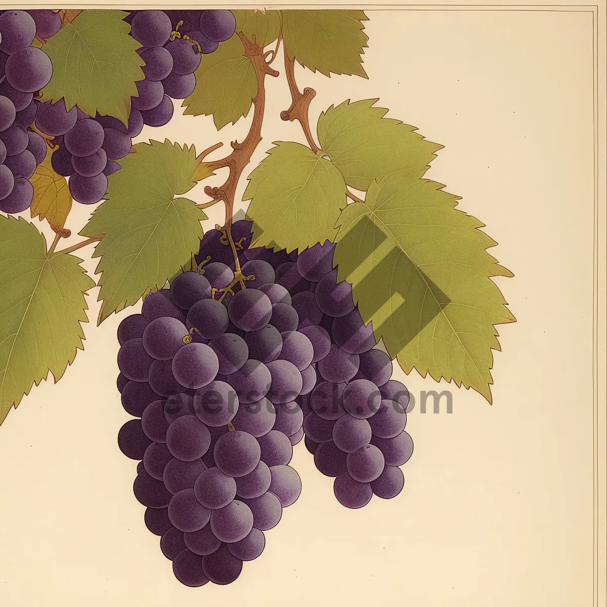 Picture of Vibrant Vineyard Harvest: Juicy Purple Grapes