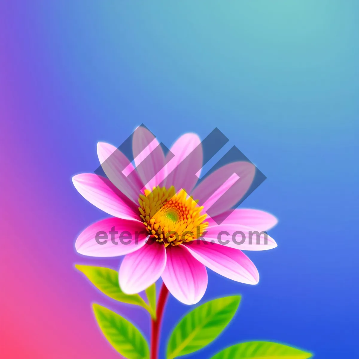 Picture of Pink Lotus Blossom in Full Bloom