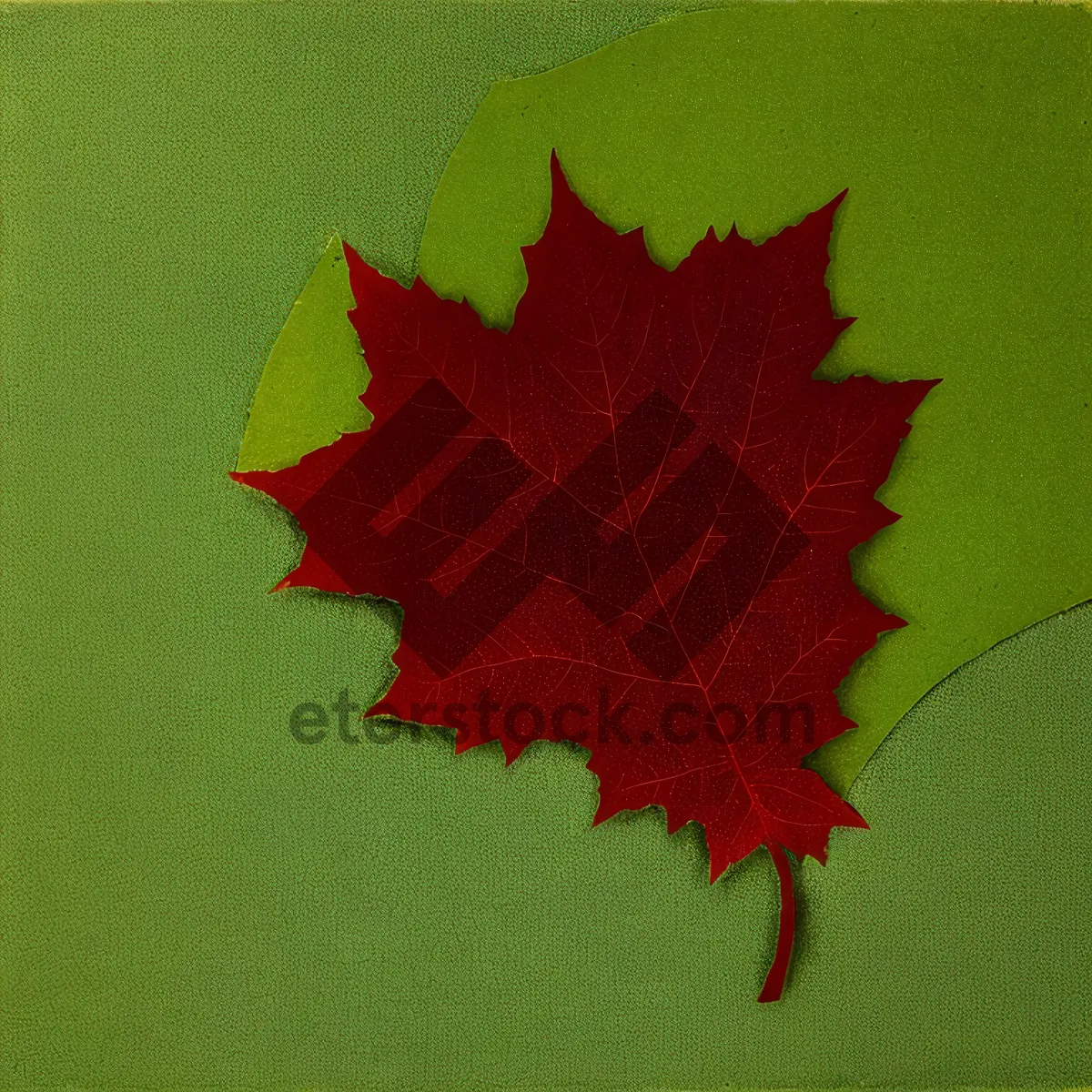 Picture of Vibrant Autumn Maple Leaf Foliage in Golden Brown