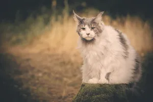 Fluffy White Kitten with Curious Eyes