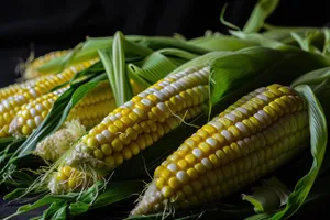 Fresh organic corn kernels on the cob